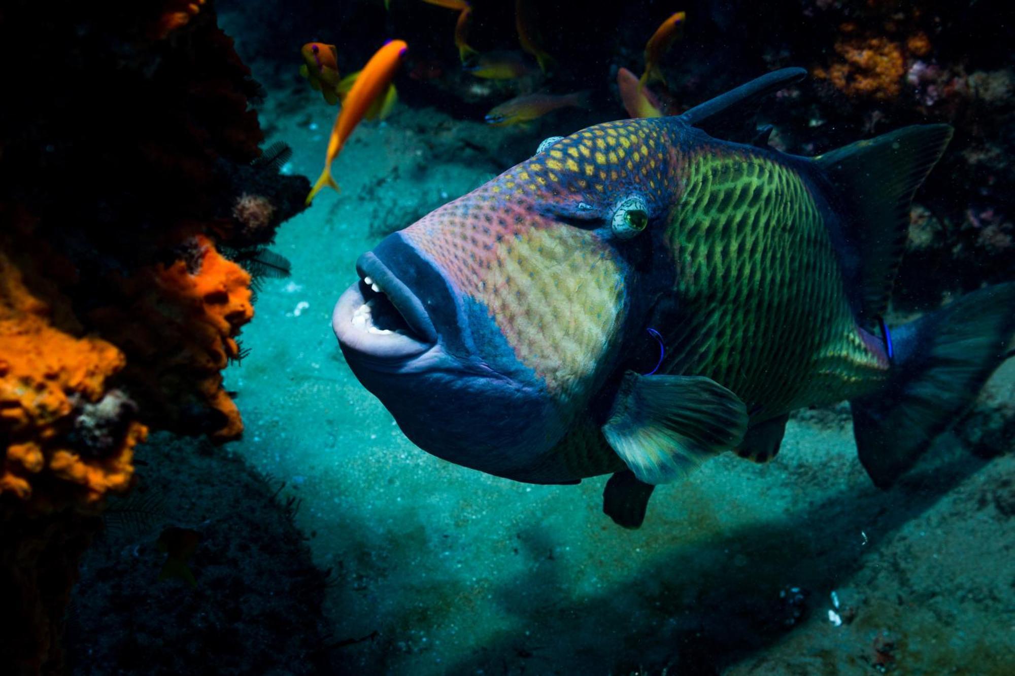 Sodwana Bay Lodge Dive & Fishing Resort מראה חיצוני תמונה