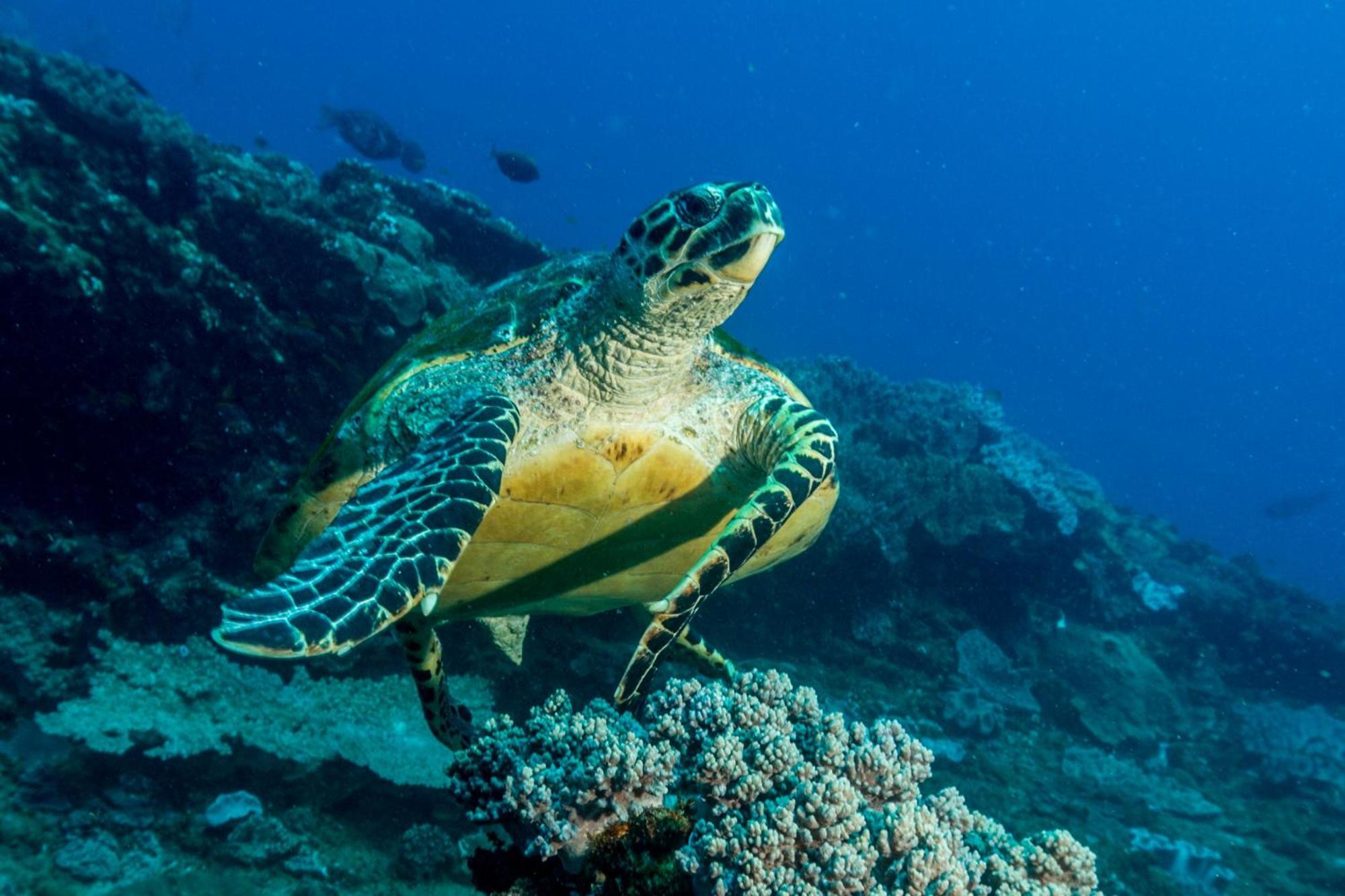 Sodwana Bay Lodge Dive & Fishing Resort מראה חיצוני תמונה