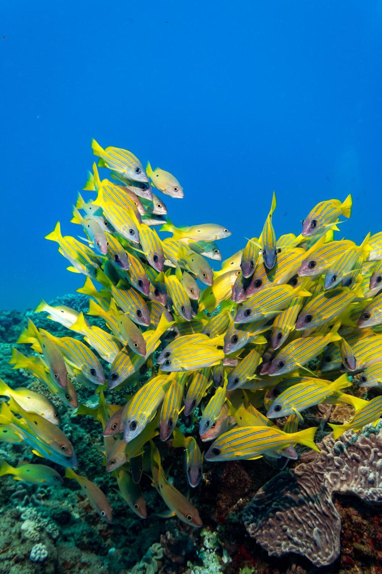 Sodwana Bay Lodge Dive & Fishing Resort מראה חיצוני תמונה